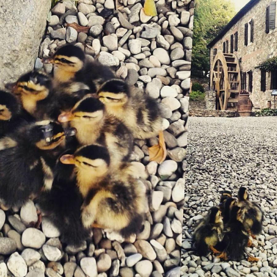 Agriturismo Il Mulino Delle Pile Chiusdino Eksteriør bilde